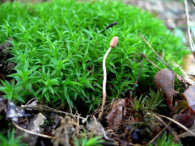 Funghi cittadini